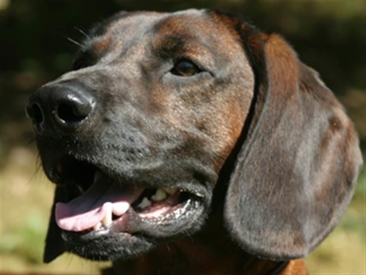 Bayersk bjergsschweisshund Soffies bomerang (bændt) billede 8