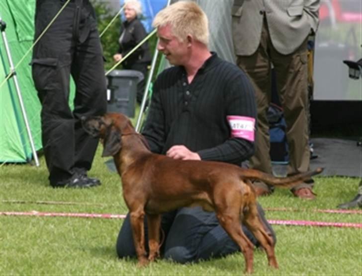 Bayersk bjergsschweisshund Soffies bomerang (bændt) billede 9