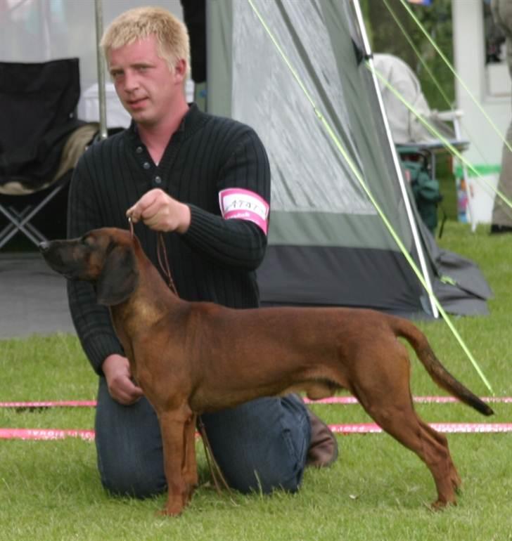 Bayersk bjergsschweisshund Soffies bomerang (bændt) billede 10