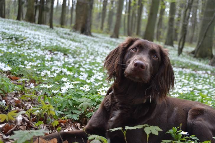 Blanding af racer Bella billede 7