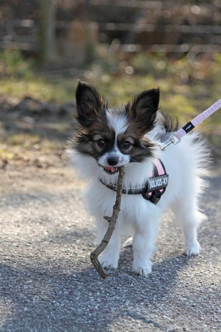 Papillon Mynte - "Den her pind er altså god" billede 17