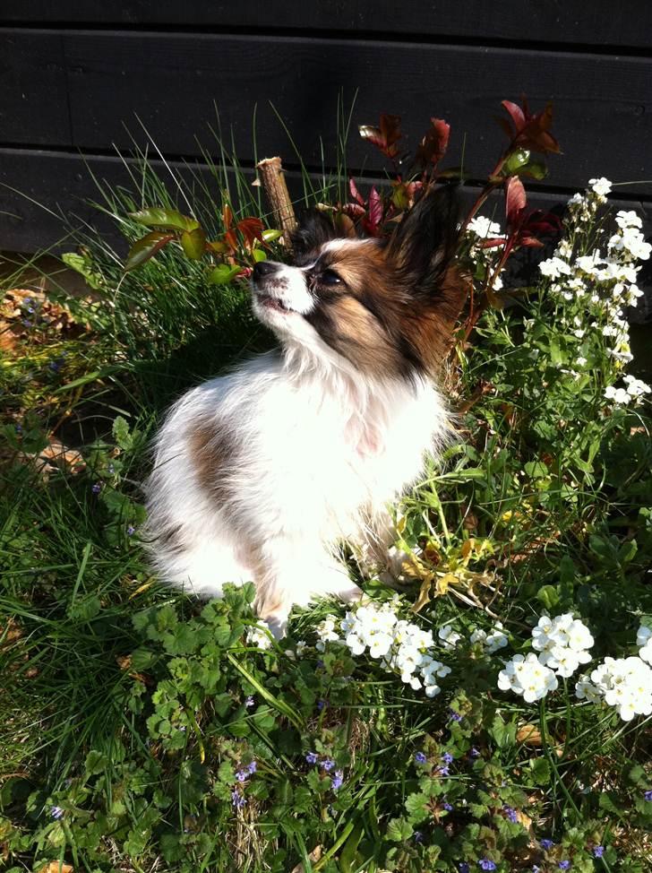 Papillon Mynte - Mon hun har fået øje på en sommerfugl? billede 18