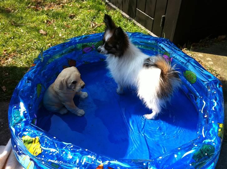 Papillon Mynte - Mynte i sit nye bassin billede 19