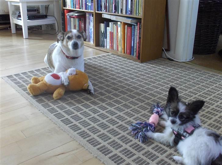 Blanding af racer Sitka - Sitka og  Mynte billede 13