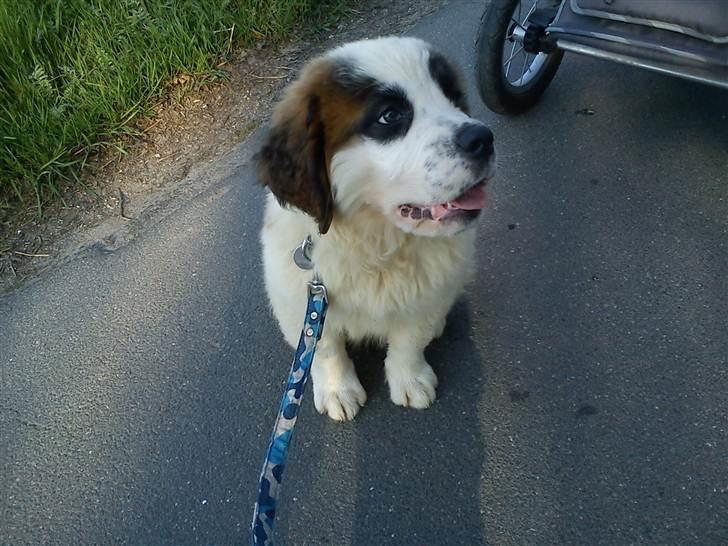 Sankt bernhardshund mini - første gang i snor og på tur billede 1