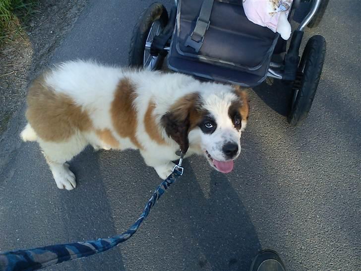 Sankt bernhardshund mini billede 2