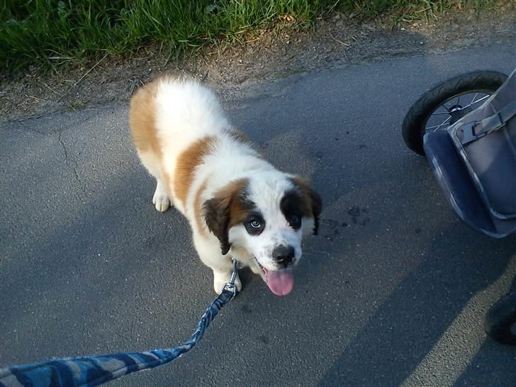 Sankt bernhardshund mini billede 3