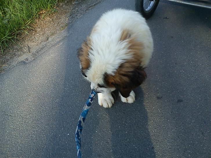 Sankt bernhardshund mini billede 4