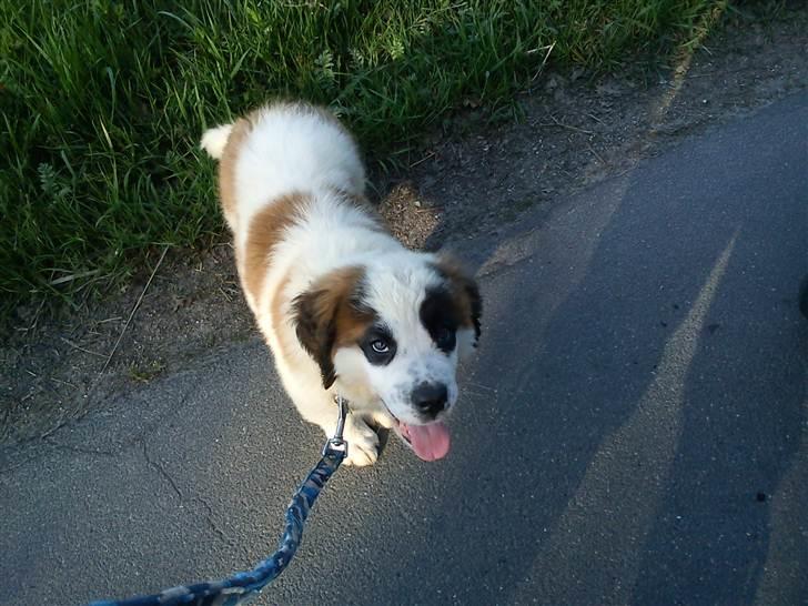 Sankt bernhardshund mini billede 5