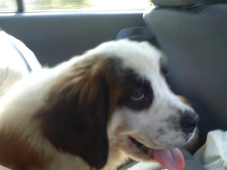 Sankt bernhardshund mini - i bilen, på vej hjem til horsens, efter at have hentet hende i bogense billede 6