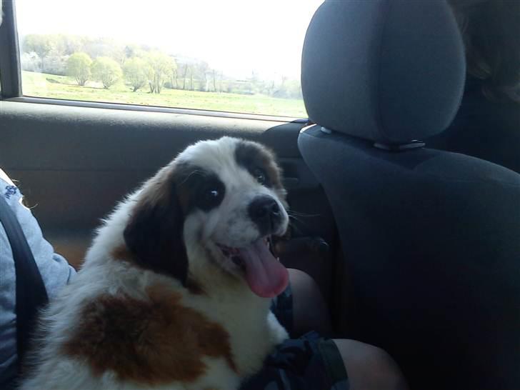 Sankt bernhardshund mini billede 7