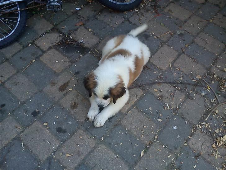 Sankt bernhardshund mini - været her et par timer billede 8