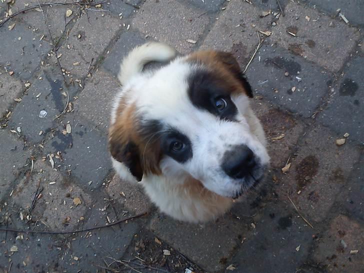 Sankt bernhardshund mini billede 9