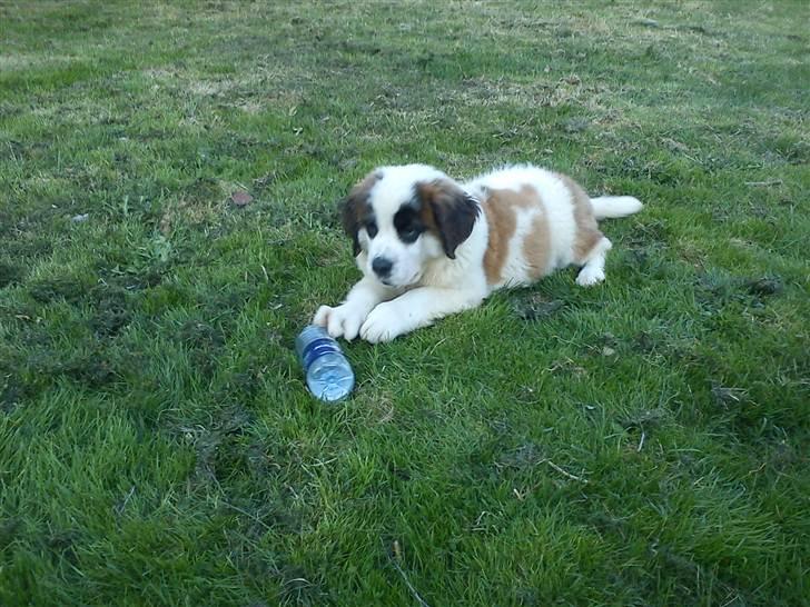 Sankt bernhardshund mini - første aften hjemme ved os, hygge på græsplænen billede 10