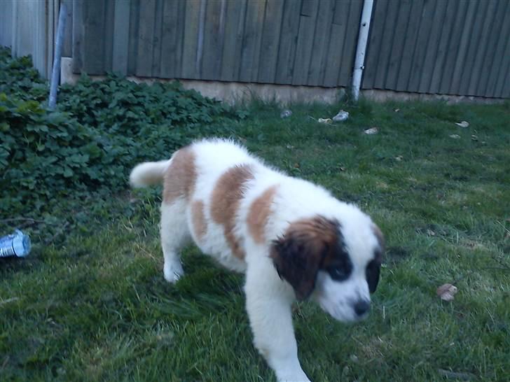 Sankt bernhardshund mini billede 11