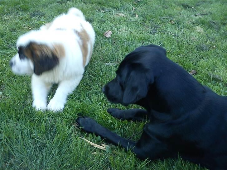 Sankt bernhardshund mini billede 12