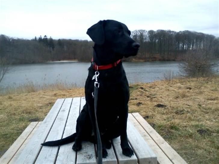 Labrador retriever lolle *tidligere hund* - lolle et år og 2 måneder billede 1