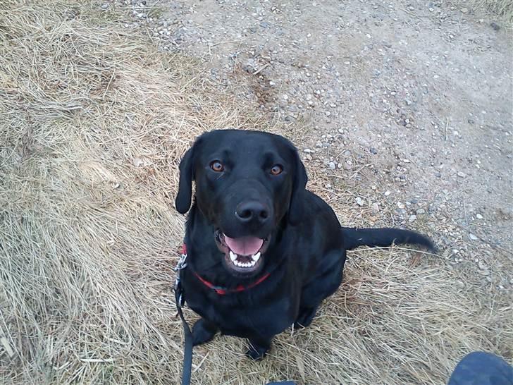 Labrador retriever lolle *tidligere hund* billede 2