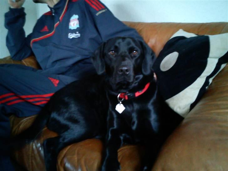 Labrador retriever lolle *tidligere hund* - lolle 8 måneder billede 3