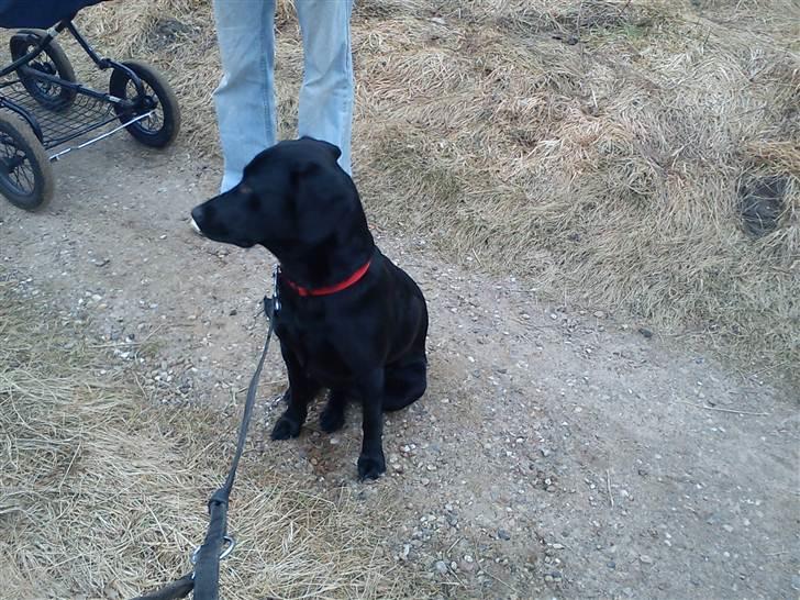 Labrador retriever lolle *tidligere hund* billede 4