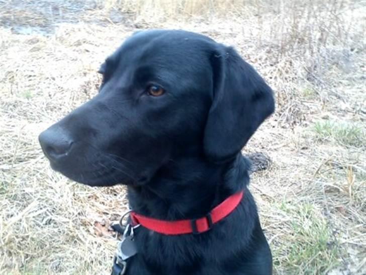 Labrador retriever lolle *tidligere hund* billede 5