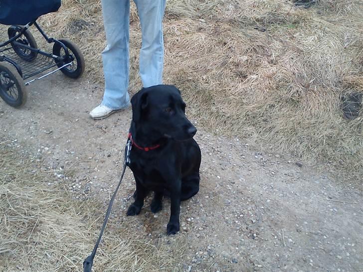 Labrador retriever lolle *tidligere hund* billede 6