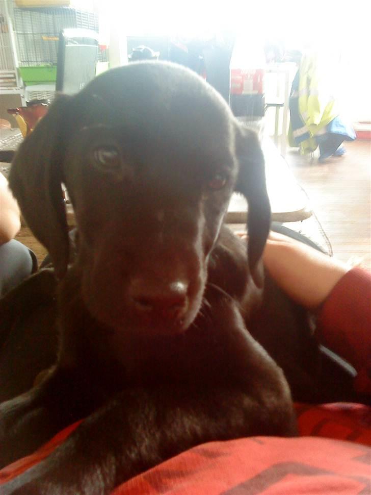 Labrador retriever lolle *tidligere hund* - lolle da vi fik hende hjem, 16 uger billede 7