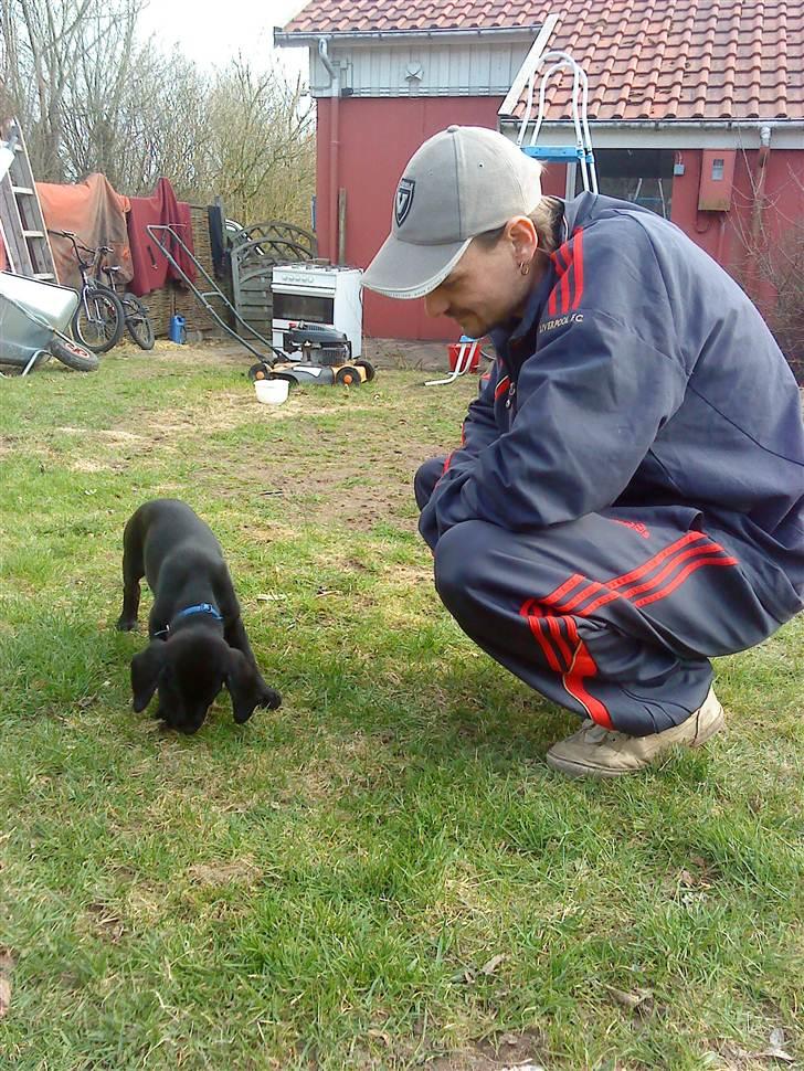 Labrador retriever lolle *tidligere hund* billede 8