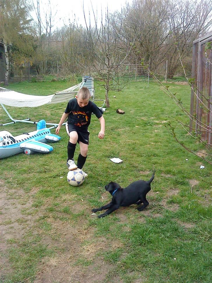 Labrador retriever lolle *tidligere hund* - lolle og min søn spiller bold, 20 uger billede 9