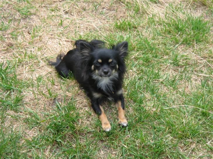 Chihuahua Tessa billede 2