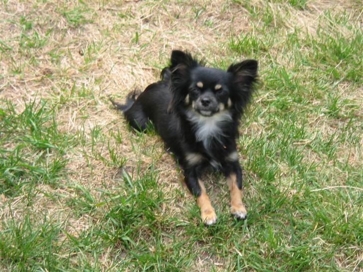 Chihuahua Tessa billede 6