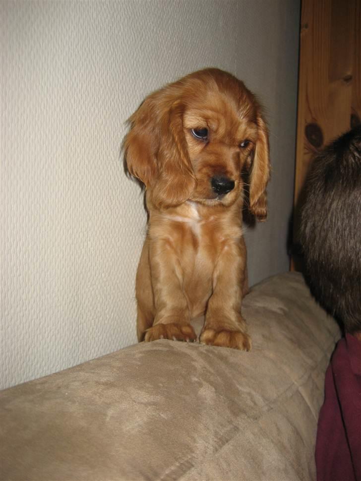 Blanding af racer Nala billede 6