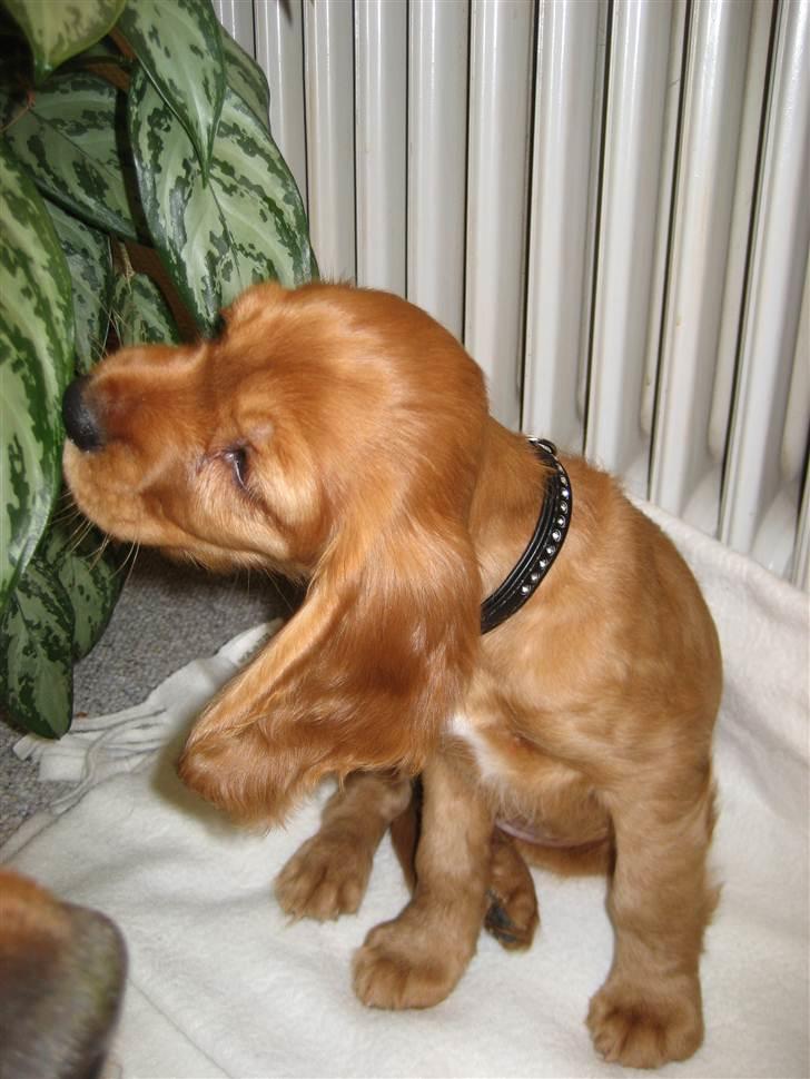 Blanding af racer Nala billede 7