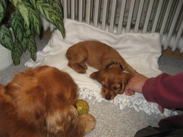 Blanding af racer Nala billede 8