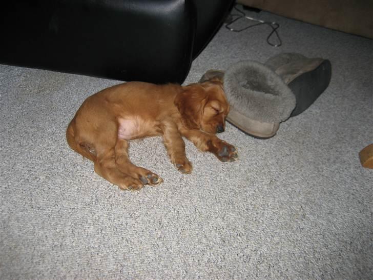 Blanding af racer Nala billede 9