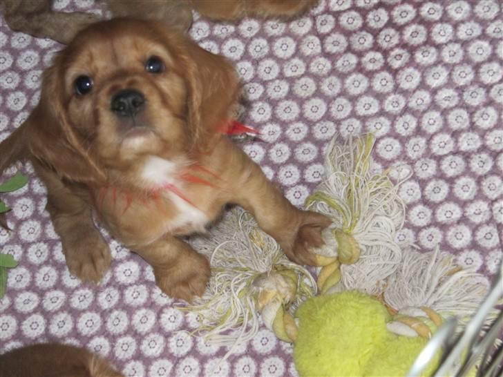 Blanding af racer Nala billede 10