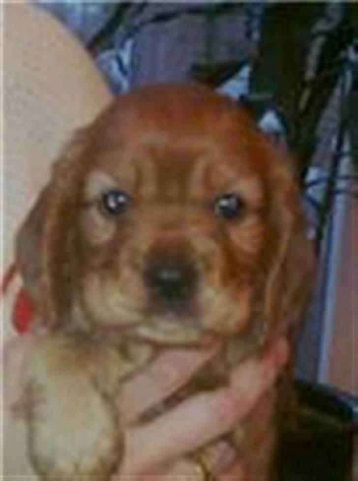 Blanding af racer Nala billede 11