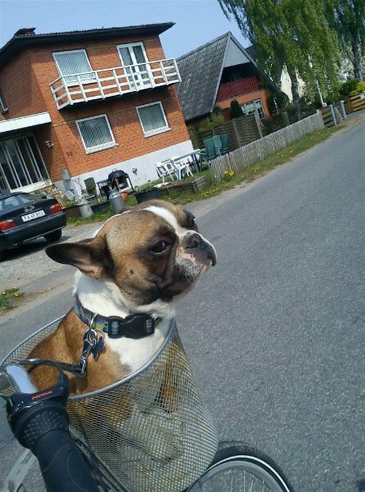 Fransk bulldog Van Disel billede 15