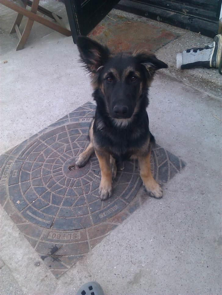 Blanding af racer Emil billede 1