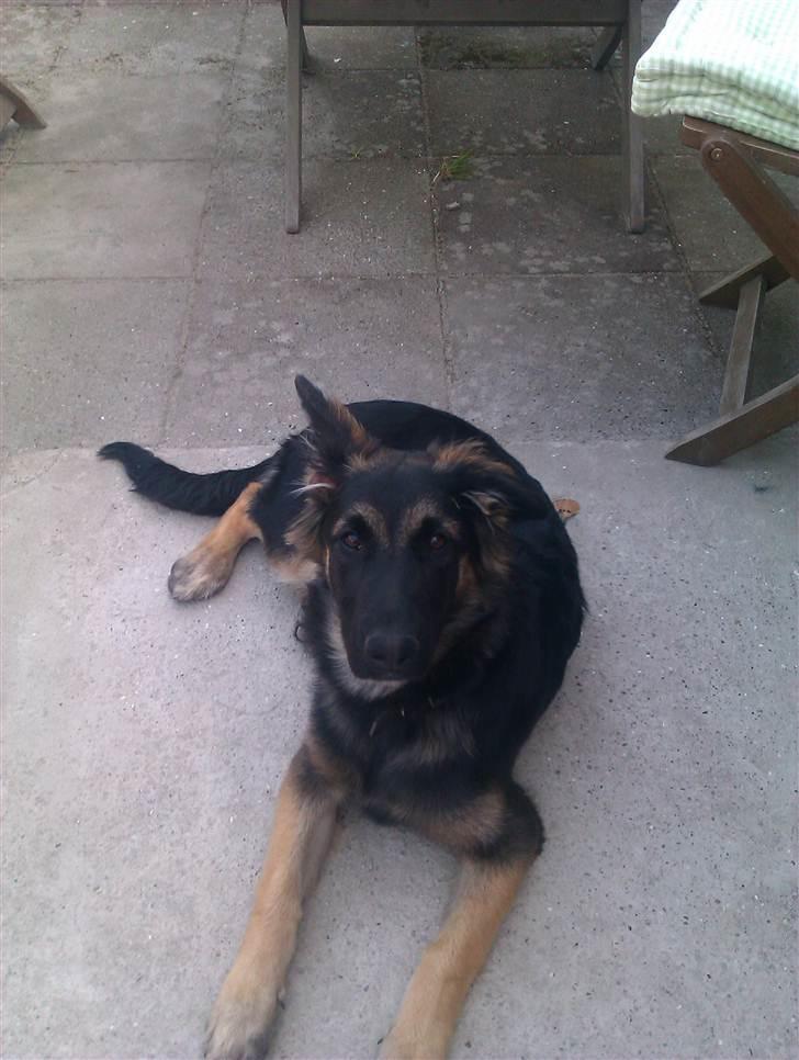 Blanding af racer Emil billede 2