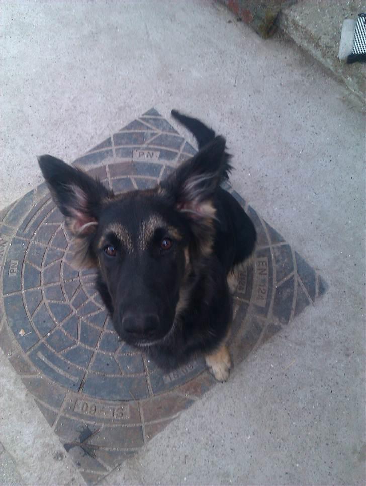 Blanding af racer Emil billede 3