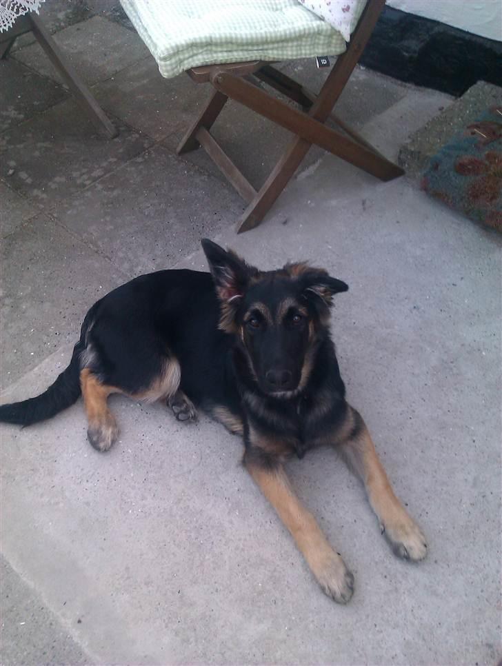 Blanding af racer Emil billede 4