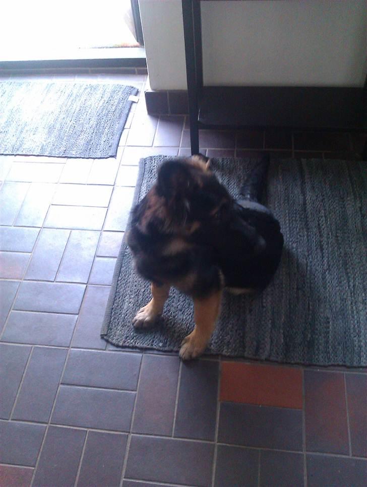 Blanding af racer Emil billede 5