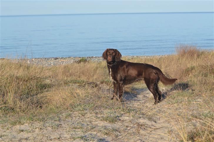 Blanding af racer Bella billede 5