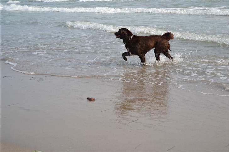 Blanding af racer Bella billede 8