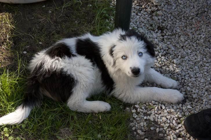 Border collie Ice billede 19