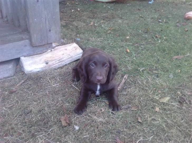 Blanding af racer Bella billede 9