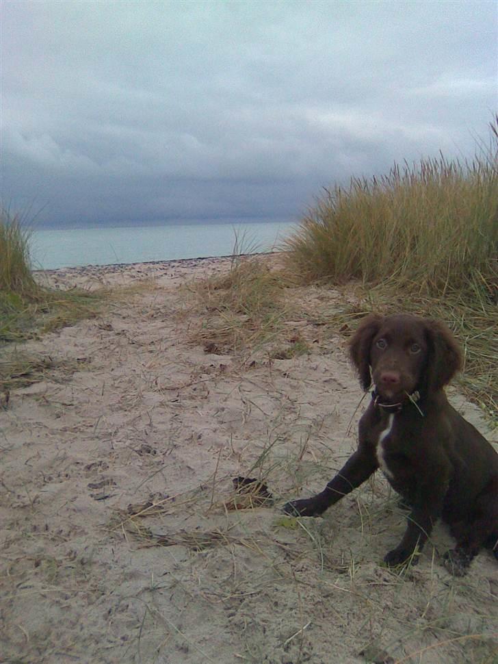 Blanding af racer Bella billede 10