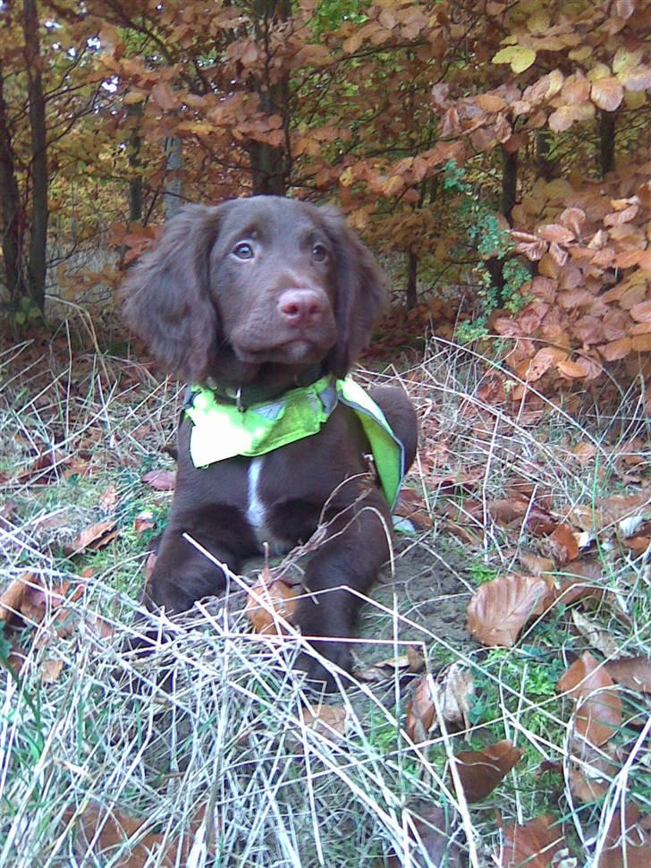 Blanding af racer Bella billede 11