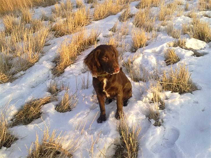 Blanding af racer Bella billede 12